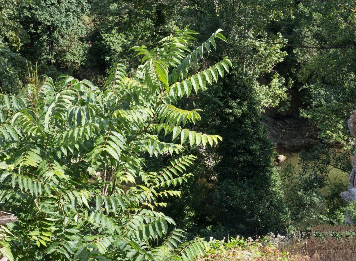 Mini Appartamento "Il Nido Del Picchio" Ascoli Piceno Exterior foto